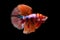 Betta Koi Nemo Candy Halfmoon HM Male or Plakat Fighting Fish Splendens