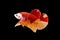 Betta Koi Nemo Halfmoon Plakat HMPK Male or Plakat Fighting Fish Splendens