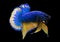 Betta Mustard  Halfmoon Plakat HMPK  Male or Plakat Fighting Fish Splendens