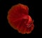 Betta Siamese fighting fish, Rhythmic of betta fish Halfmoon red isolated on black background. Swim and moving with aggressive
