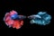 Betta splendens, beautiful red and blue fighting fish
