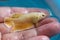 Betta Super Gold Halfmoon Plakat  HMPK Male in Hand