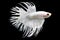 Betta White Crowntail CTHM Male