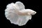 Betta White Platinum HM Halfmoon  Male or Plakat Fighting Fish Splendens