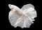 Betta White Platinum HM Halfmoon  Male or Plakat Fighting Fish Splendens