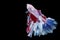 Betta white, red and blue spendens fighting fish Halfmoon fancy in Thailand on isolated black background with copy