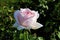 Betty White Tea Rose  823099