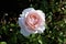 Betty White Tea Rose  823100