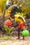 Betul,Goa/India- May 16 2020: Local Indian native/farmer watering a coconut sapling plantation. Young Indian farmer carrying water