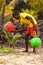 Betul,Goa/India- May 16 2020: Local Indian native/farmer watering a coconut sapling plantation. Young Indian farmer carrying water