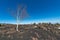 Betula aetnensis in the park of the Etna volcano in Sicily on old eruption