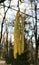 Betula. Birch. Earring-shaped birch tiers on blue sky background.