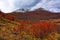 Betula nana in Mountains Altai in the fall