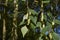 Betula pendula branch with inflorescence