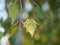 Betula pendula`s leafs and blossom silver birch, warty birch, European white birch