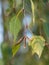 Betula pendula`s leafs and blossom silver birch, warty birch, European white birch