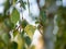 Betula pendula`s leafs and blossom silver birch, warty birch, European white birch