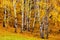 Betula platyphylla forest in Xinjiang