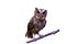 Beuatiful bird Collared scops owl on branch isolated on white background.Saved with clipping path