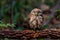 Beuatiful bird Spotted owlet on branch in park