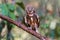 Beuatiful bird Spotted owlet on branch in park