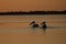 Beuatiful birds on Delta Danube, Romania