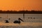 Beuatiful birds on Delta Danube, Romania