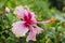 Beuatiful Pink chaina rose,hibiscus flower