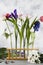 Beuatiful tulip, iris, roses and hyacinth in test-tubes on blue background