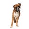 Beutiful boxer standing in an awkward position