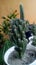 The beutiful of cactus\'s