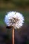 Beutiful dandelion on blurred background