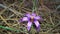 Beutiful flower purple violent hitten nature treasures