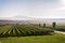 Beutiful green vineyard with Devin and Palava mountains in background on banks of Nove Mlyny, Moravia, Czechia