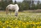 Beutiful horse on the polish farm in spring surrounded by dandelion