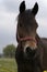 Beutiful horse on the polish farm in spring surrounded by dandelion