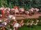 A beutiful picture of flamingos. High quality photo.