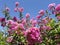 Beutiful Pink crepe myrtle tree