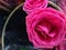 The beutiful of pink rose