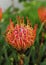 Beutiful red flower of Leucosprermum glabrum