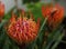 Beutiful red flower of Leucosprermum glabrum