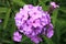 Beutiful, violet phlox flowers.