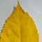 Beutiful yellow leave photo