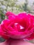 Really beutifull flower of rose