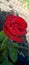 Beutifull red rose in january