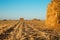 Beveled wheat field at sunset