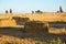 Beveled wheat field at sunset