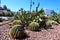 BEVERLY HILLS, California: Beverly Hills Cactus Garden