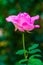 Beverly Rose or Pink Rose in Garden