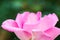 Beverly Rose or Pink Rose in Garden